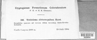Image of Tricholoma alutaceopallens